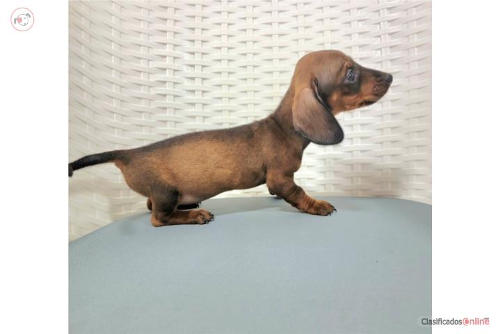 Dachshund - Salchicha mini Machos con Vacunas Puerto Rico