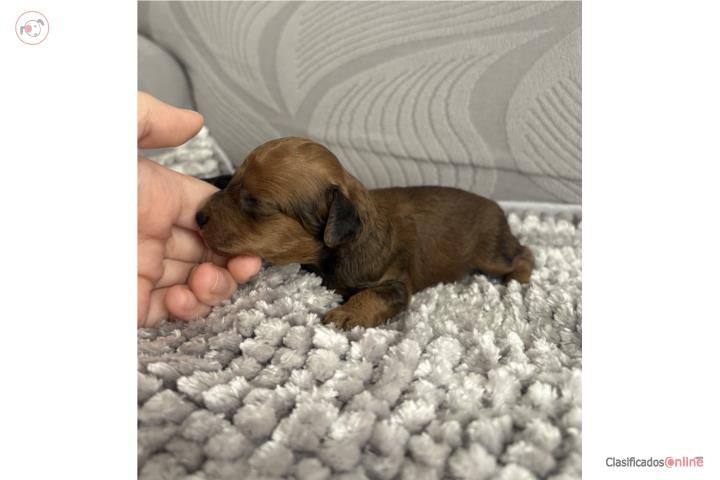 Toy Poodle macho sable  Puerto Rico