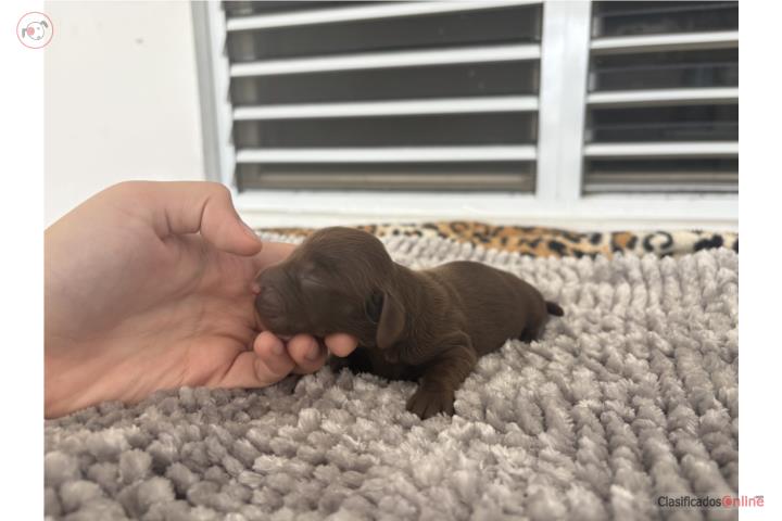 Dachshund (salchicha) hembra pelo largo  Puerto Rico