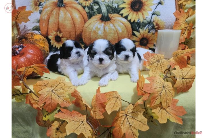 Hermosos Shihtzu blanco y negro  Puerto Rico