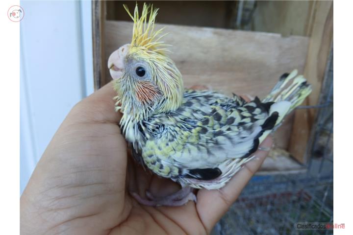 Cockatiel bebe Puerto Rico