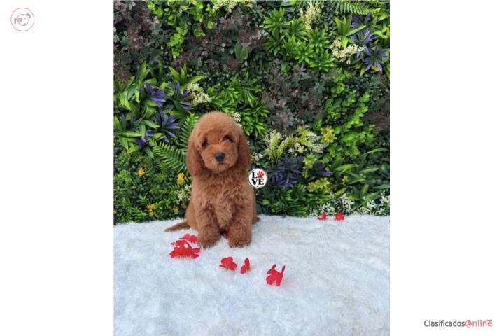 Poodle toy  Puerto Rico