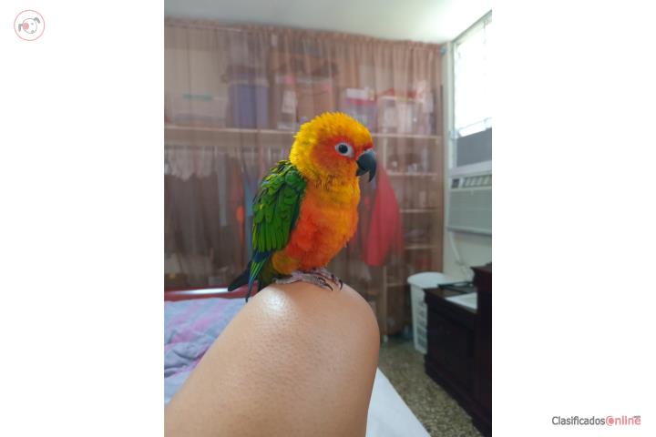 Jenday conure  de 8 año macho  Puerto Rico