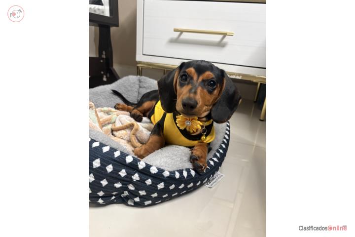 Dachshund de 3 meses color Negro-Fuego Puerto Rico