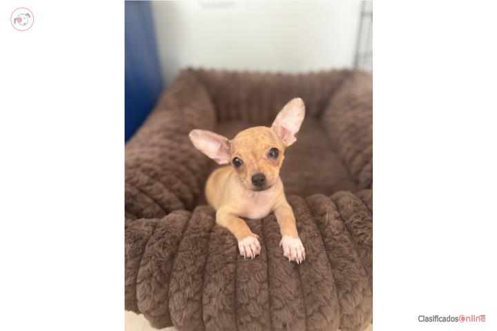 Chihuahua hembra Puerto Rico