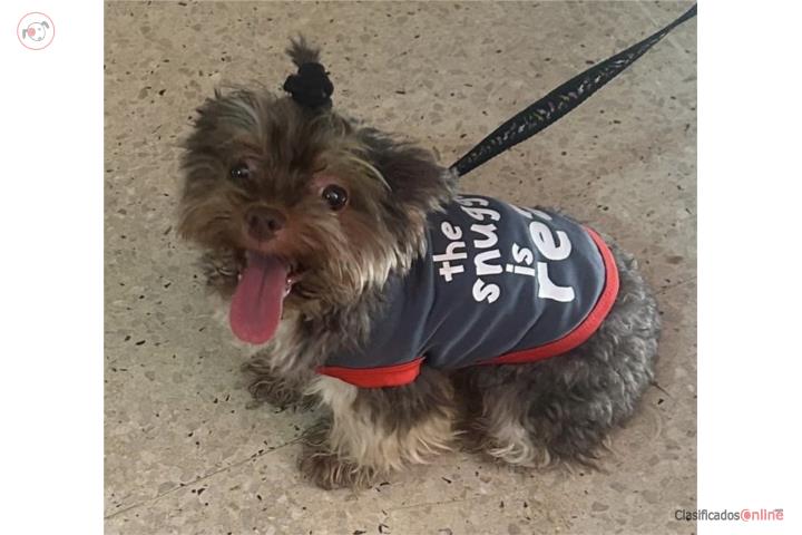 YORKIE TOY Puerto Rico