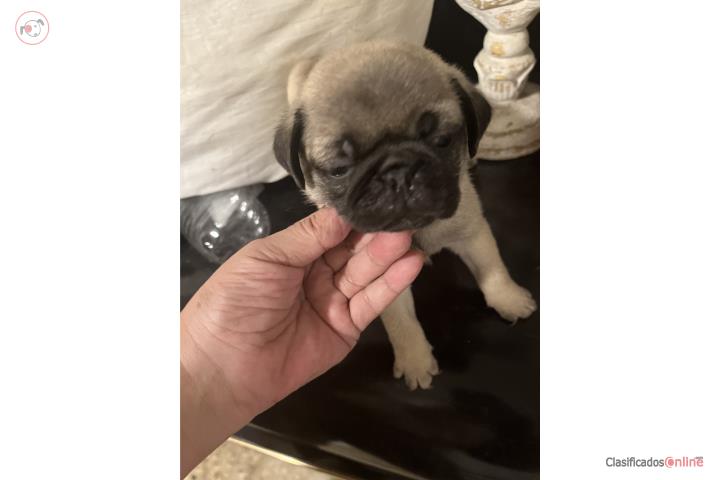 Pug puppies for sale Puerto Rico