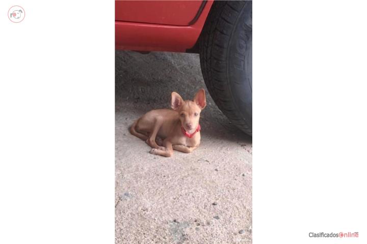 Chihuahua    Puerto Rico