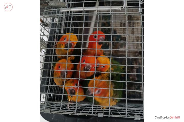 Sunconuros regulares hand feed Puerto Rico