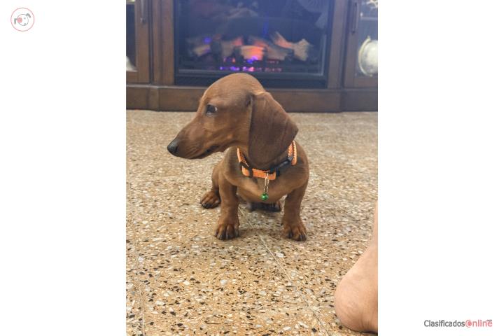 Mini salchicha 4mese Puerto Rico