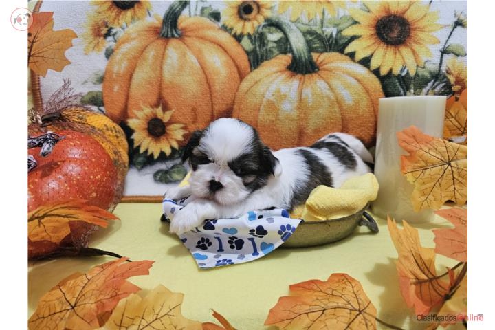 Shihtzu blancos y negros  Puerto Rico