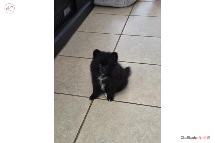 Pomeranian macho negro  Puerto Rico