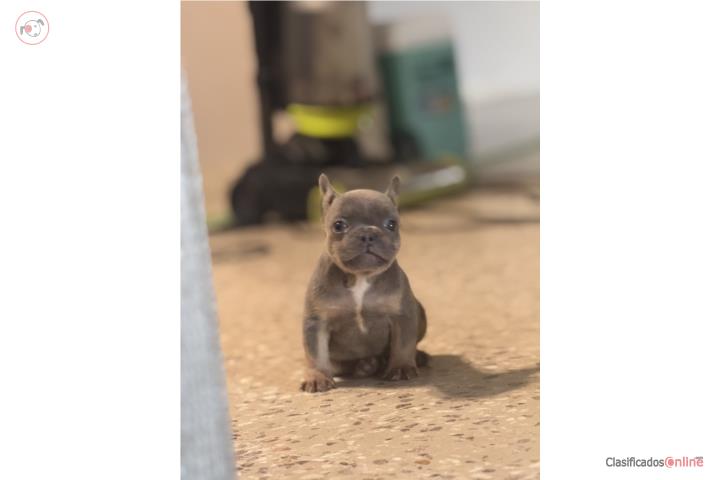 Frenchie hembra cargando Flufy Isabela Lilac Puerto Rico