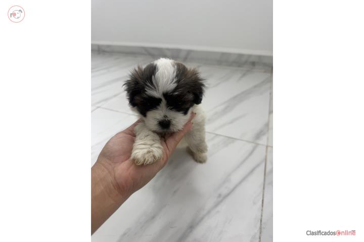 Hermosos Shihtzu  Puerto Rico