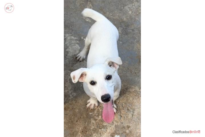 Jack Russell Puerto Rico