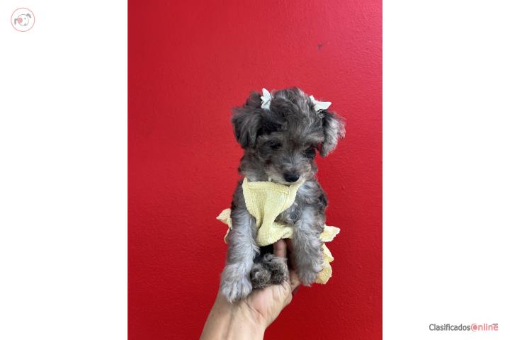 Toy poodle nena merle  Puerto Rico