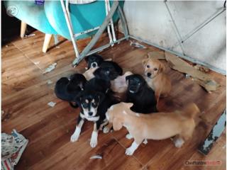 Puerto Rico Se Vende: Labrador puppies - $100., Perros Gatos y Caballos