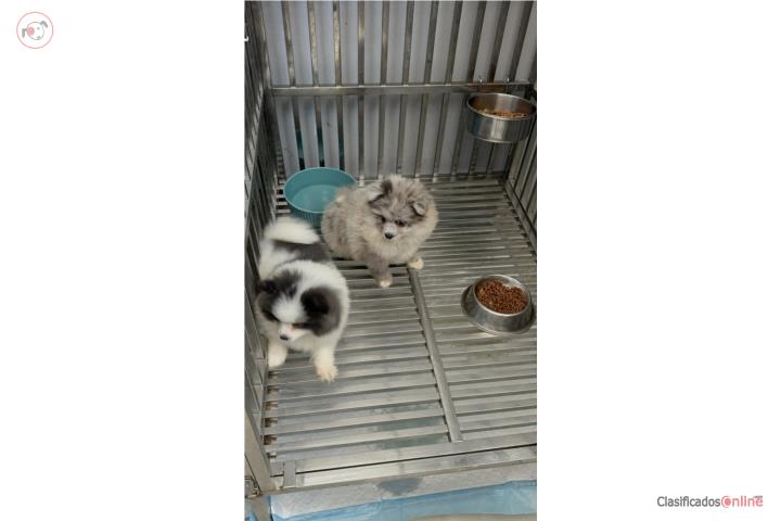 Pomeranian exóticos machos  Puerto Rico