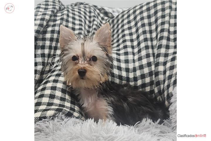 Hermosa Yorkie Tea Cup Puerto Rico
