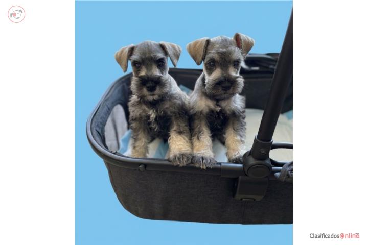 Schnauzer mini Puerto Rico