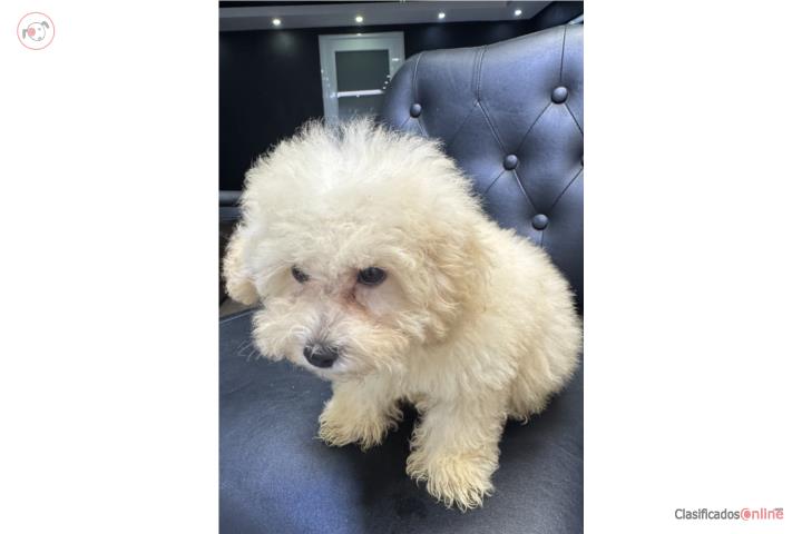 Toy poodle  hembra y macho Puerto Rico