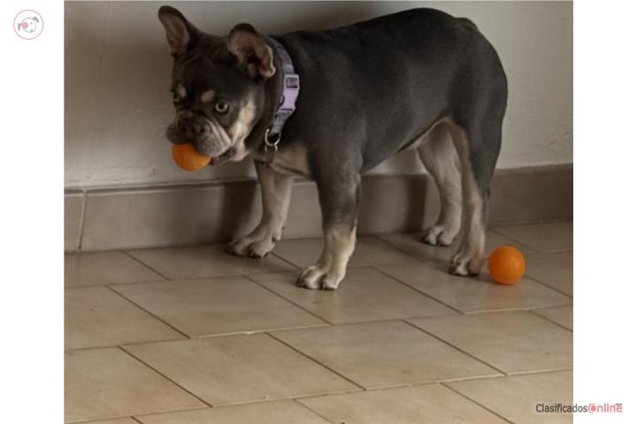 French Bulldog hembra  Puerto Rico