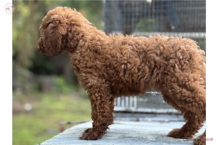 Standard poodle  Puerto Rico