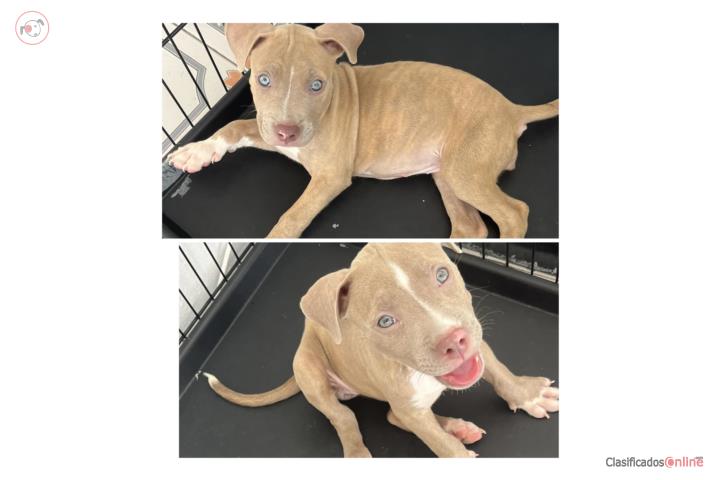 Pitbull  Puerto Rico
