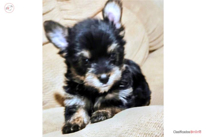 Yorkie Nena Puerto Rico