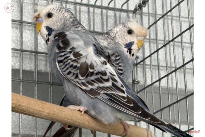 Pareja de hagoromos Puerto Rico