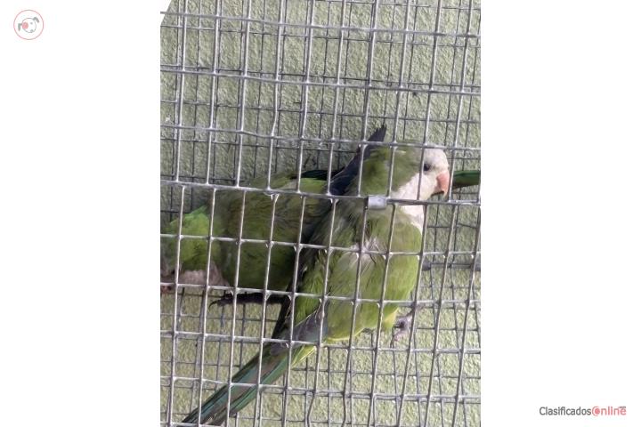 Quakers Puerto Rico