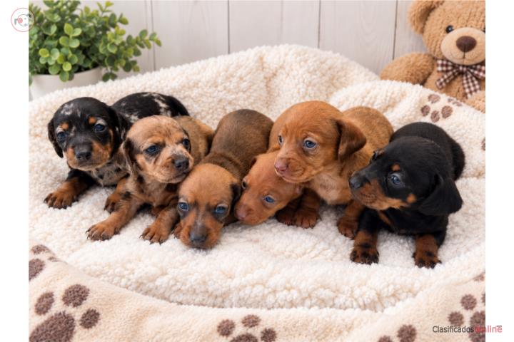Salchichas Nenas y Nenes  Puerto Rico