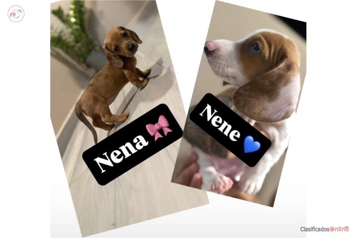 Perros Salchichas: Hembra: 700 Macho: 600 Puerto Rico
