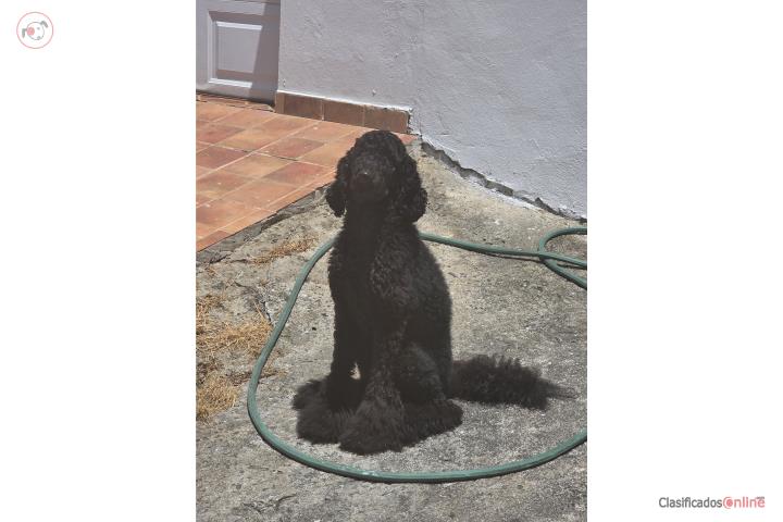 Poodle Standar hembra 2 años Puerto Rico