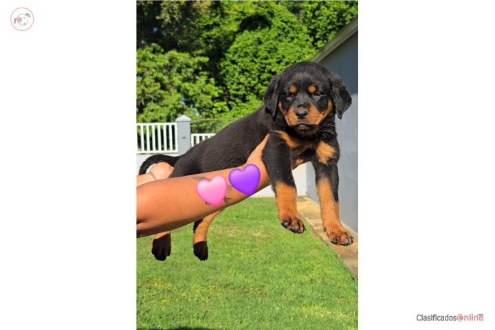Rottweiler hembras  Puerto Rico