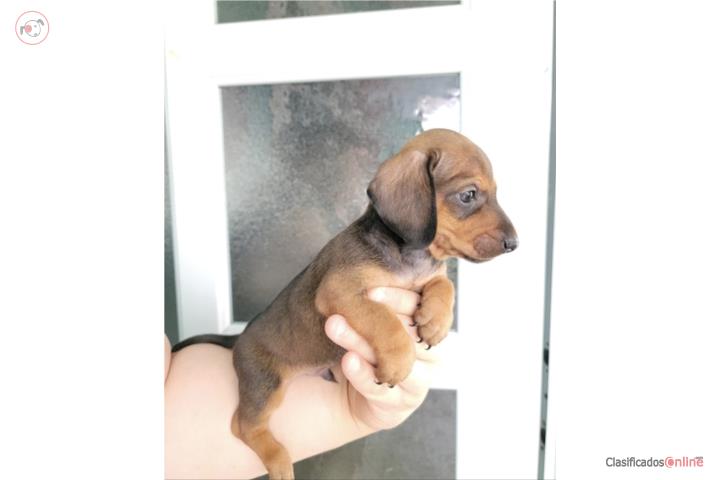 Dachshund - Salchicha mini Machos con Vacunas Puerto Rico