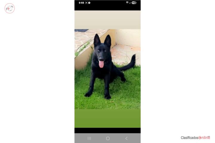Se vende German shepersd  Puerto Rico