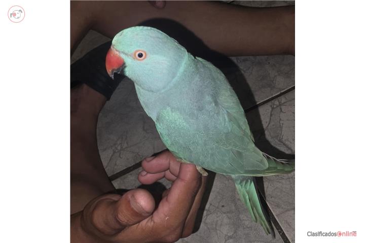 Ringneck azul Puerto Rico