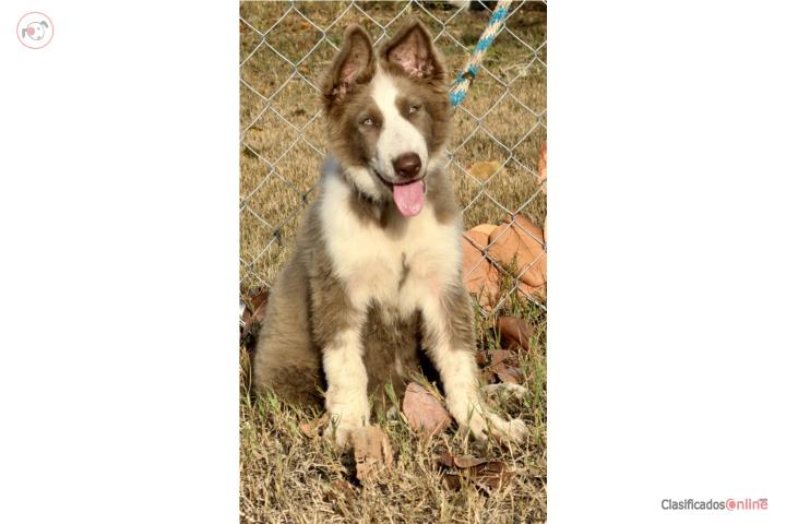 German Shepherd Hembra AKC  Puerto Rico