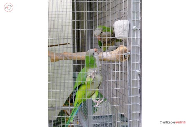 Pareja Quaker Puerto Rico