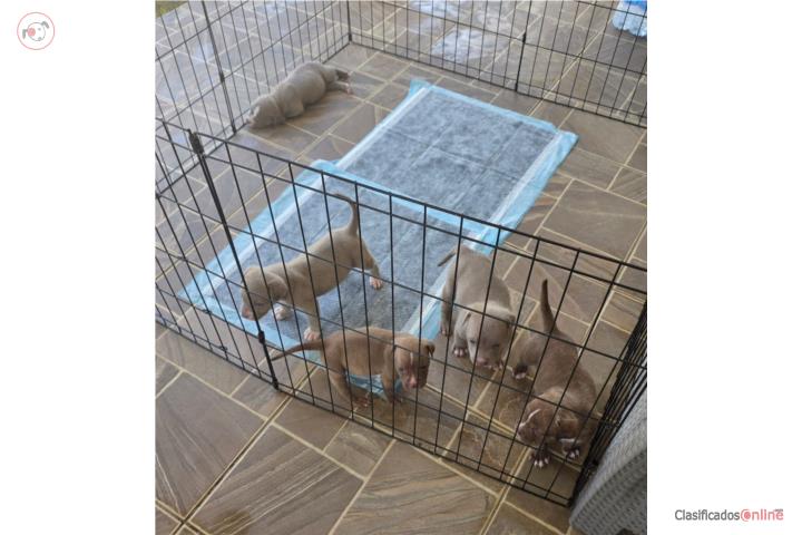Se venden pitbull papa bully y mama american  Puerto Rico