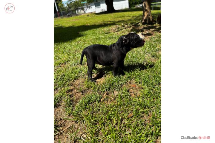 Puppy Bully  Puerto Rico