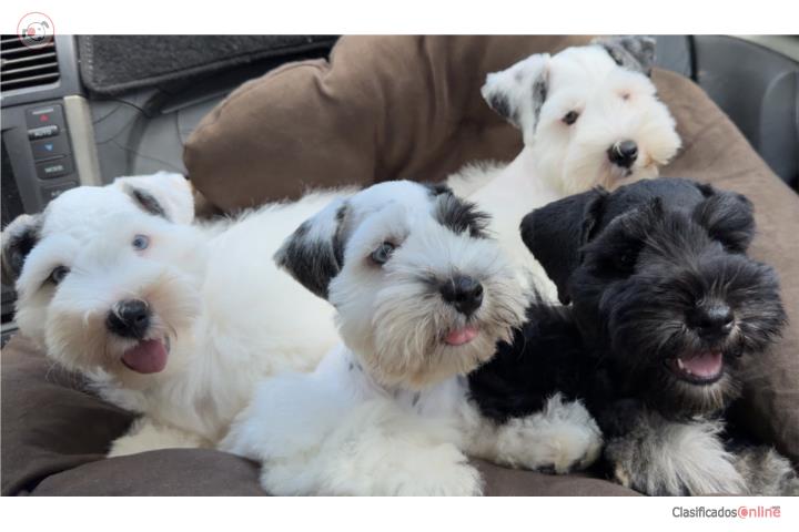 Schnauzer mini. Hermosos Machos. Puerto Rico