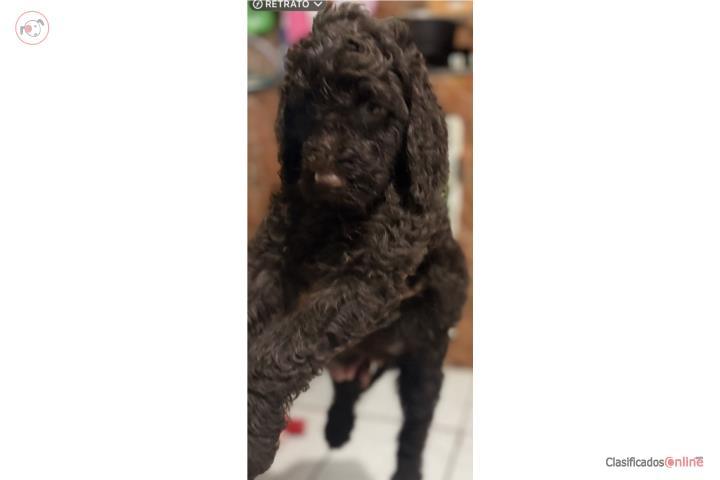 Standard poodles  Puerto Rico