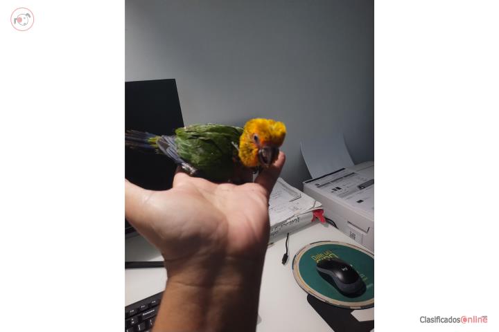 Pichon Jenday Conure Puerto Rico
