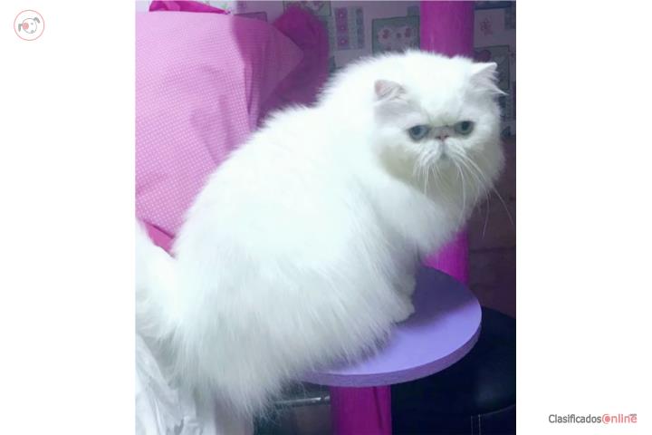 Gato persa   Puerto Rico