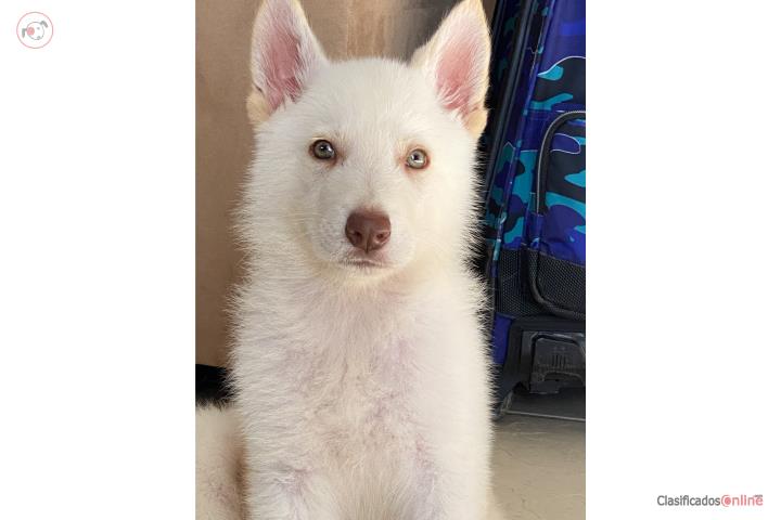German Shepherd Blancos  Puerto Rico