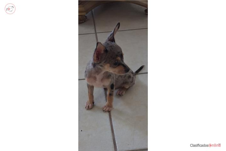 Chihuahua macho Puerto Rico