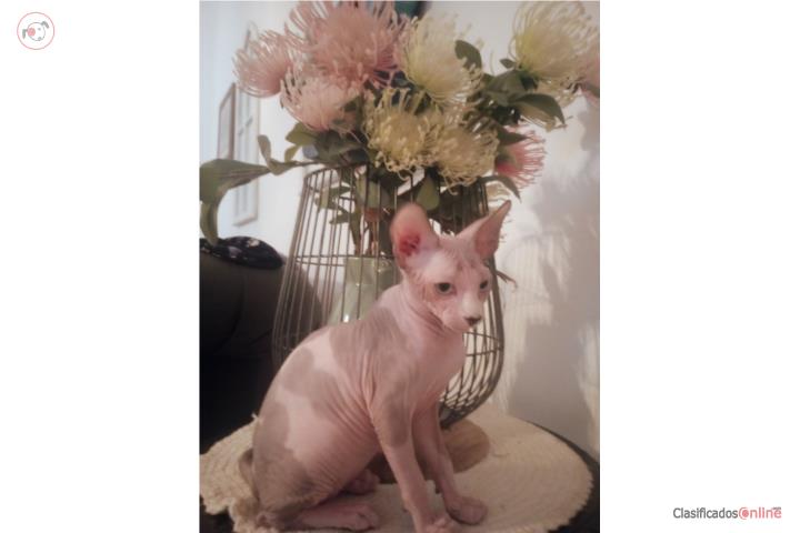 Esfinge Gato Blu Puerto Rico