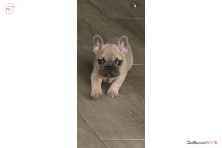 Hermosos French Bulldog (Frenchies) Puerto Rico